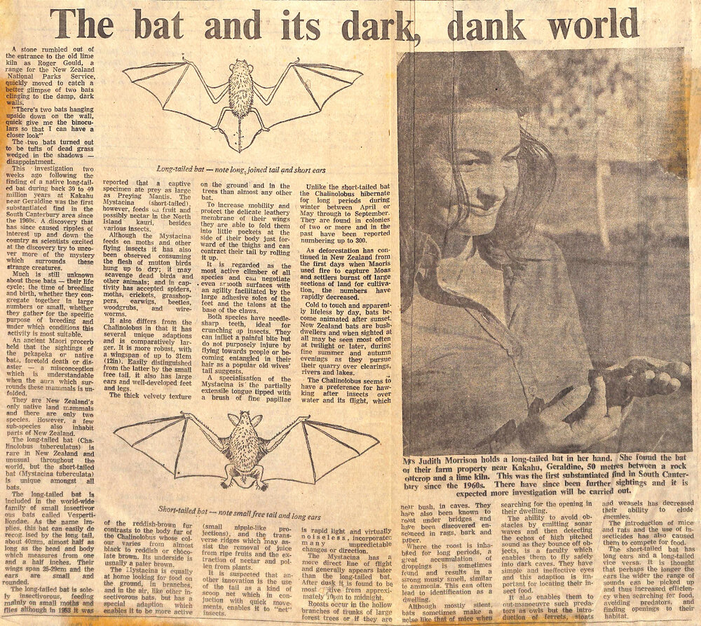 The bat and it's dark, dank world