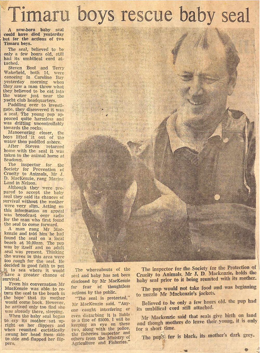 Timaru Boys rescue baby seal / Mother and pup together again