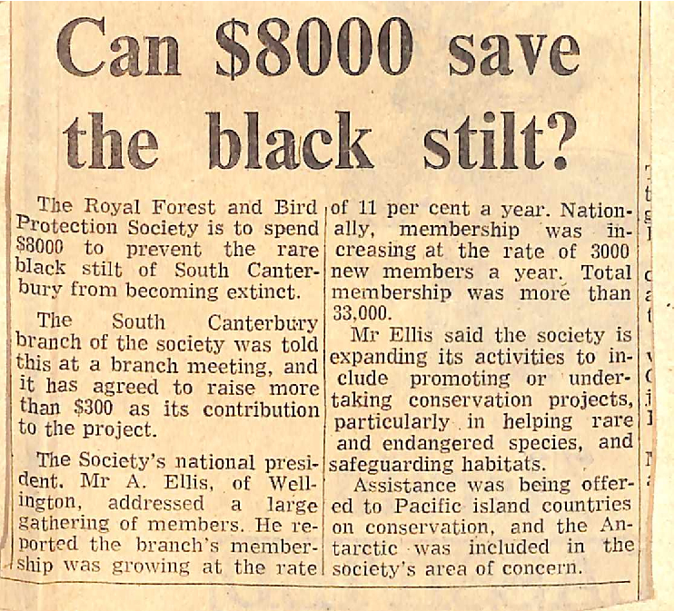 Can $8000 save the black stilt?