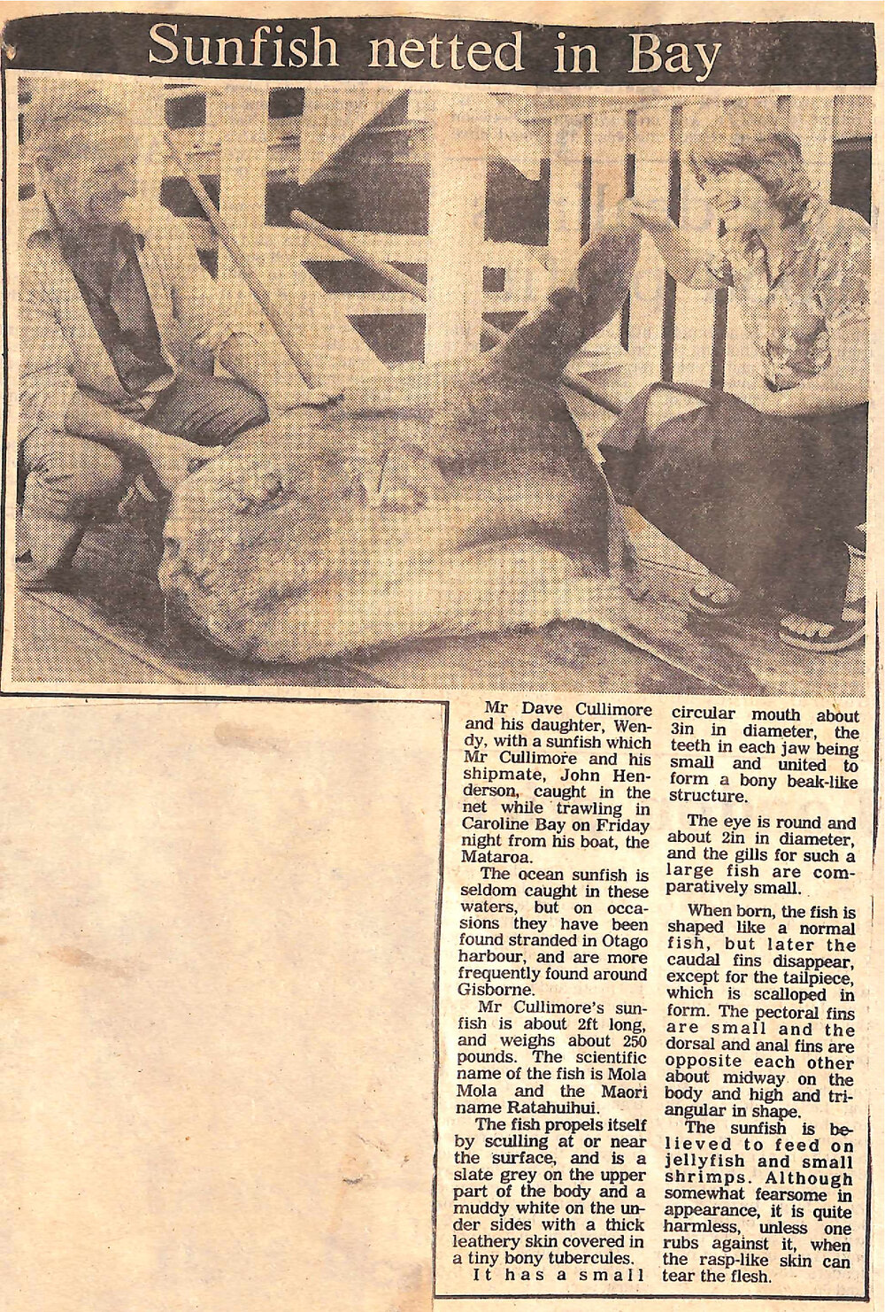 Sunfish netted in bay