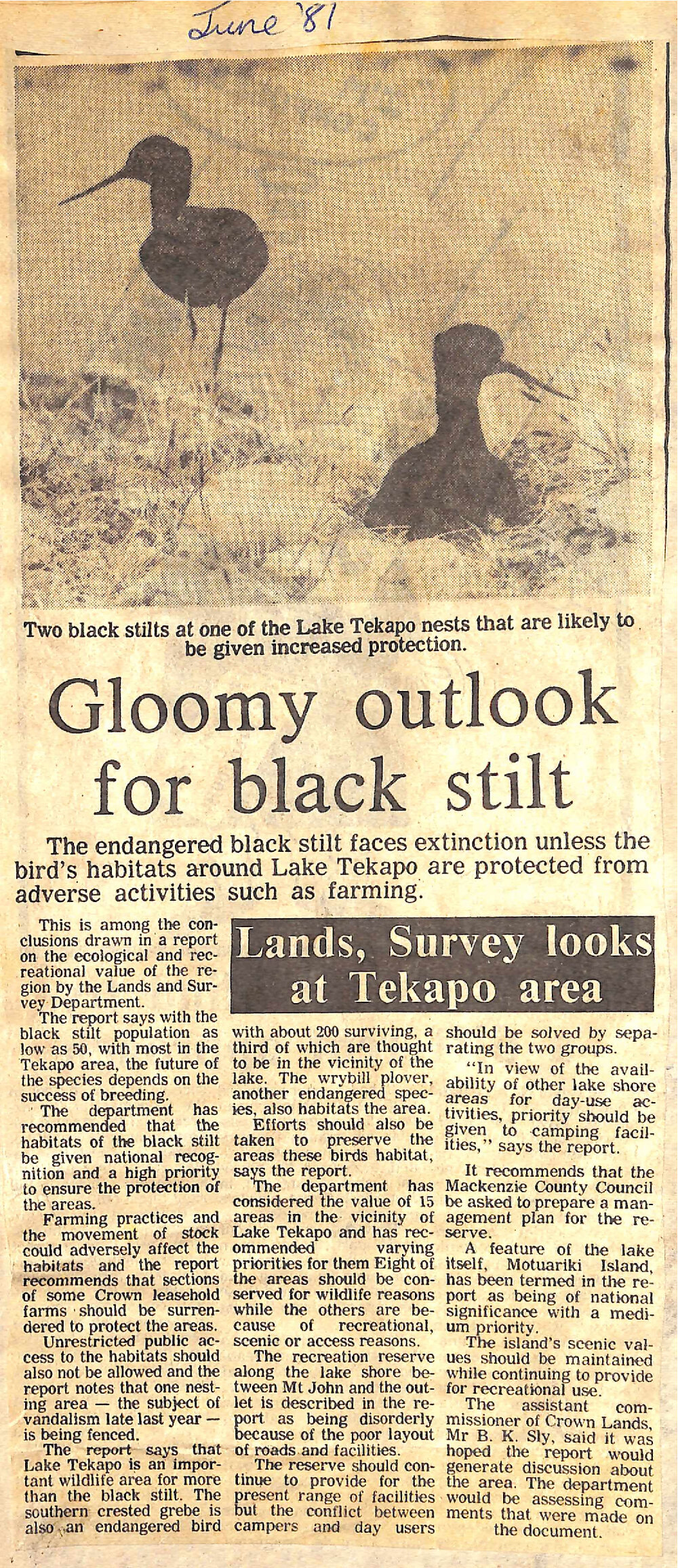 Gloomy outlook for black stilt