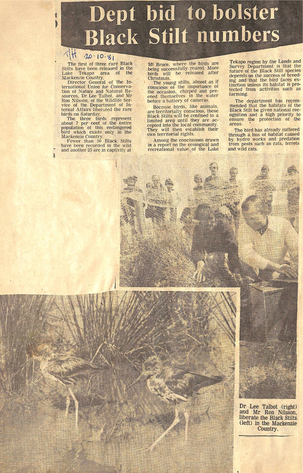 Dept bid to bolster Black Stilt numbers