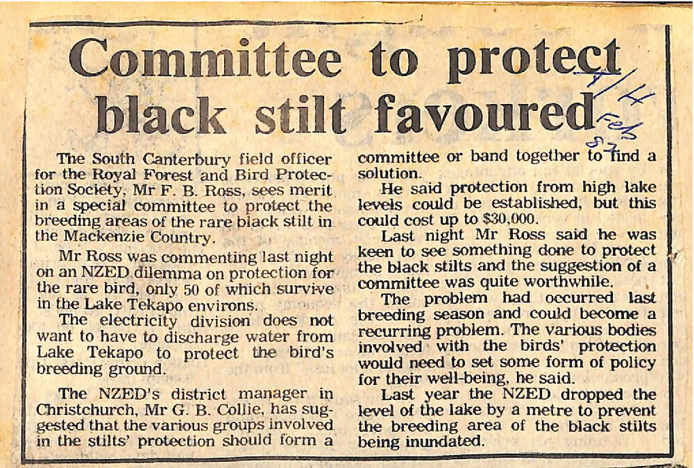 Committee to protect black stilt favoured