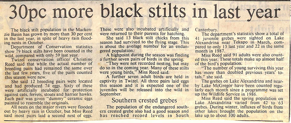 30pc more black stilts in last year