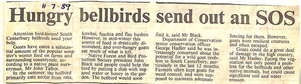 Hungry bellbirds send out an SOS