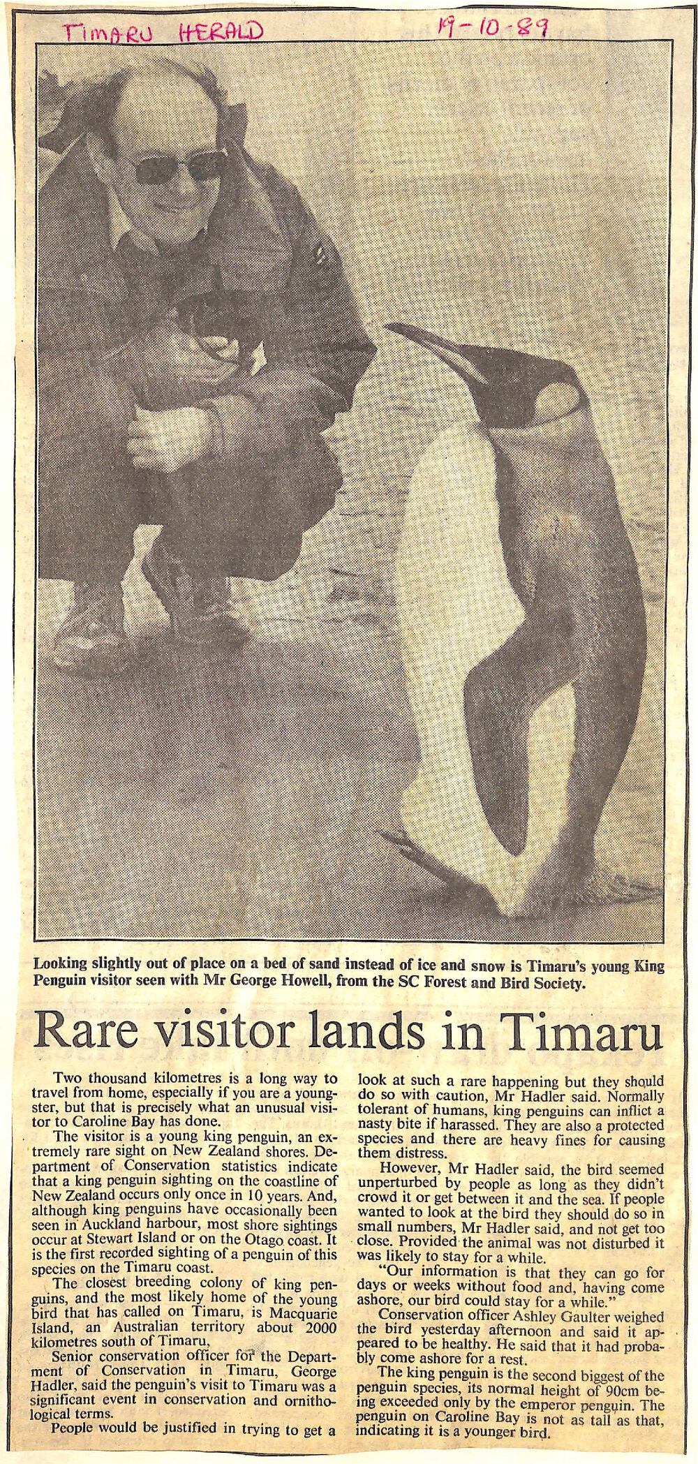 Rare visitor lands in Timaru