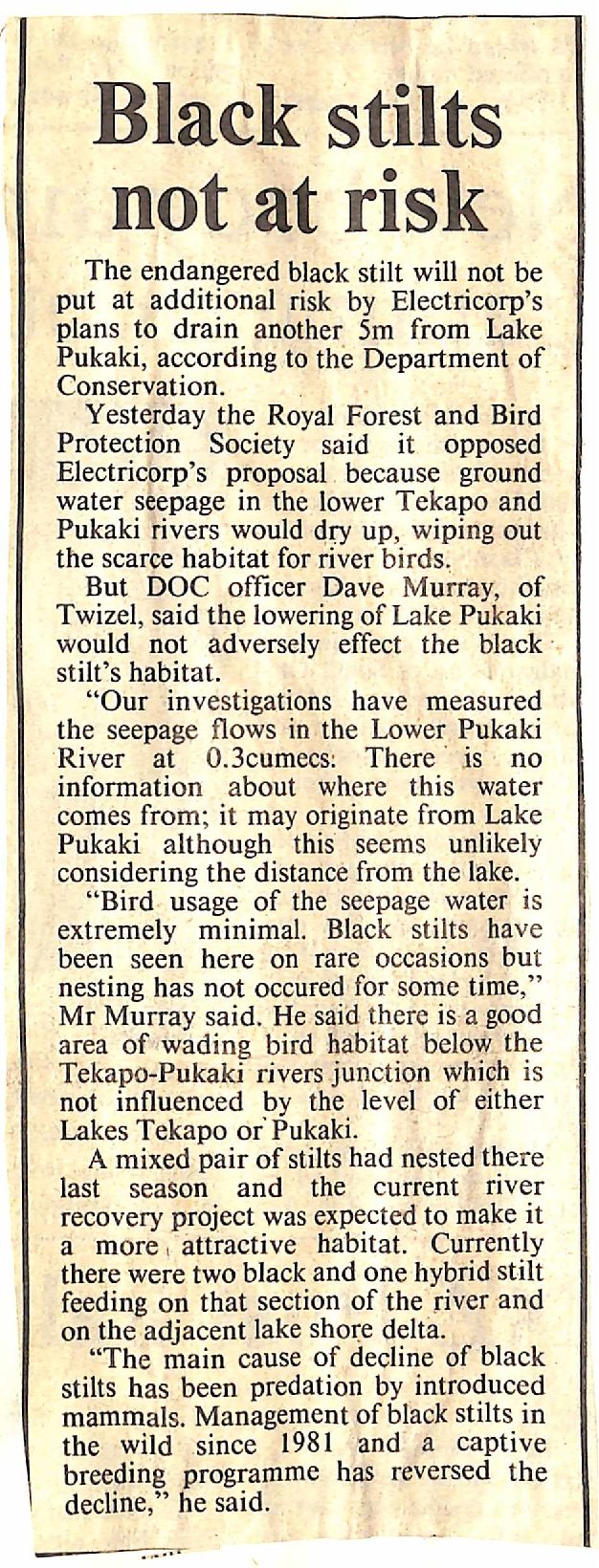 Black stilts not at risk