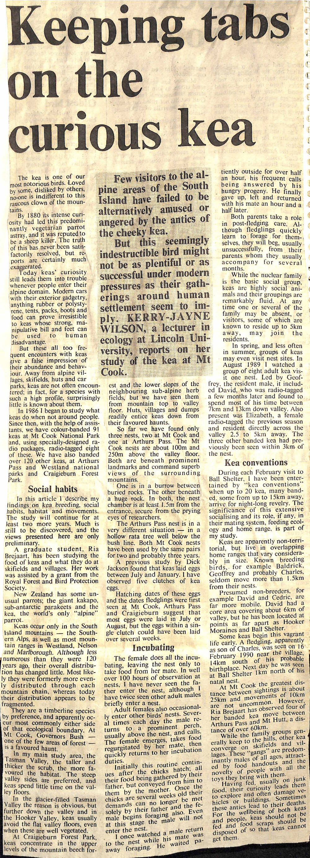 Keeping tabs on the curious kea