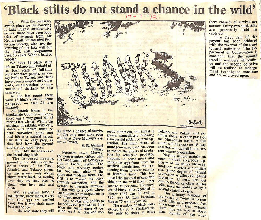 Letter to the editor: 'Black stilts do no stand a chance in the wild'