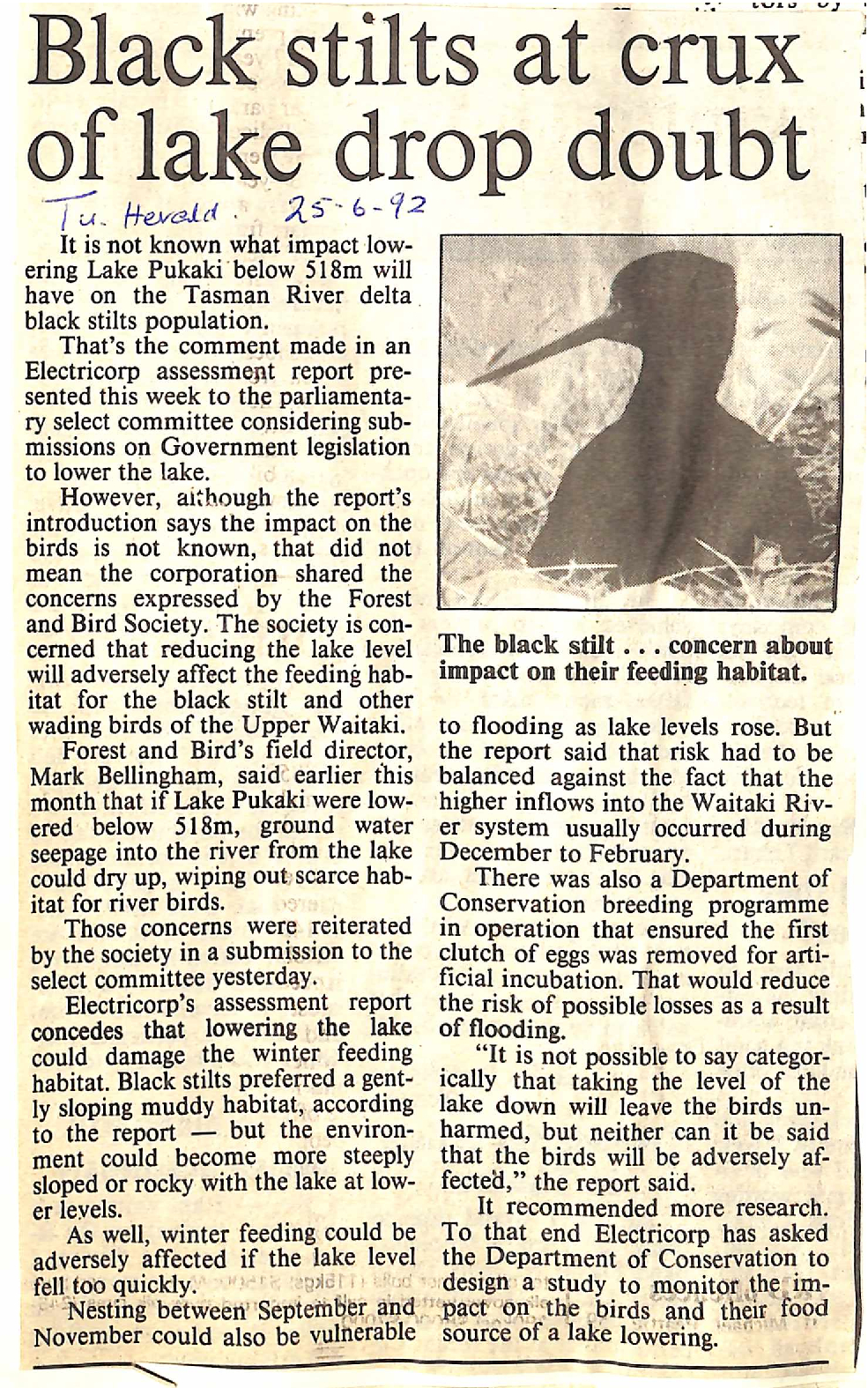 Black stilts at crux of lake drop doubt