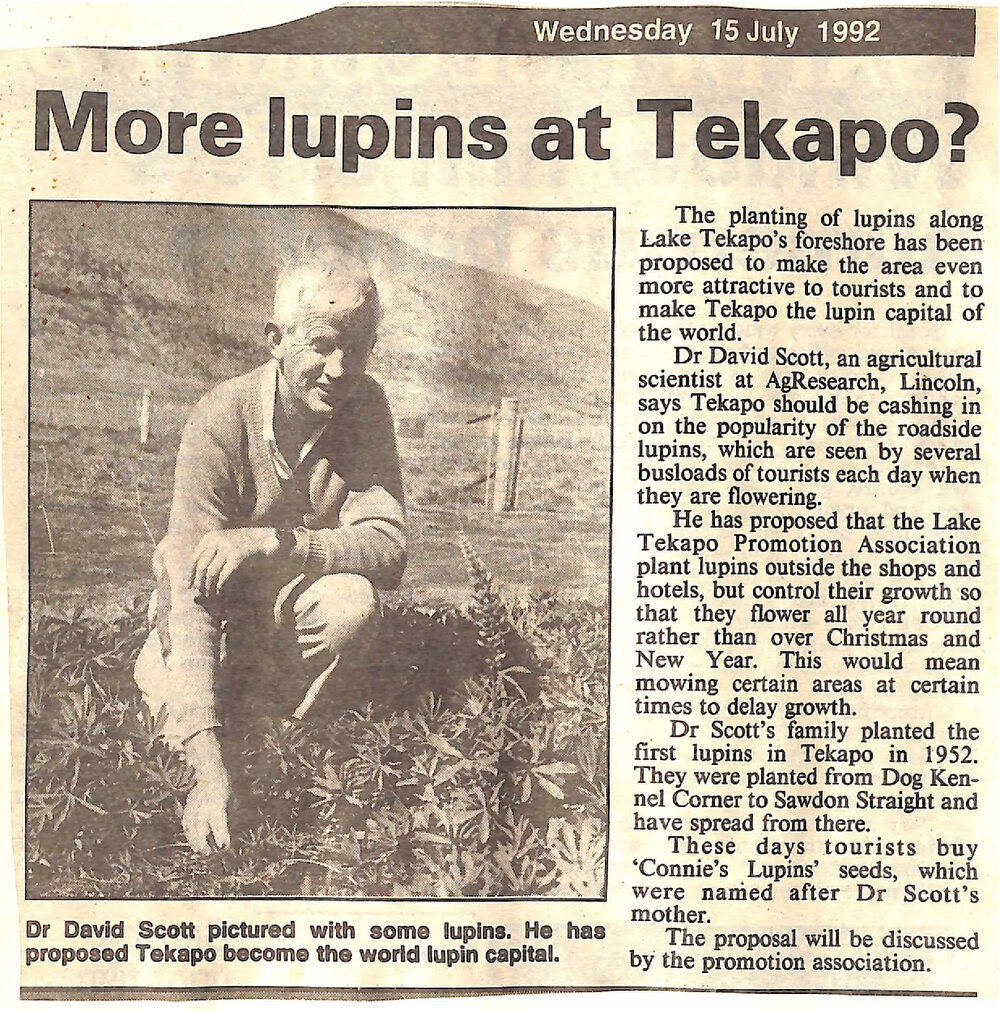 More lupins at Tekapo?