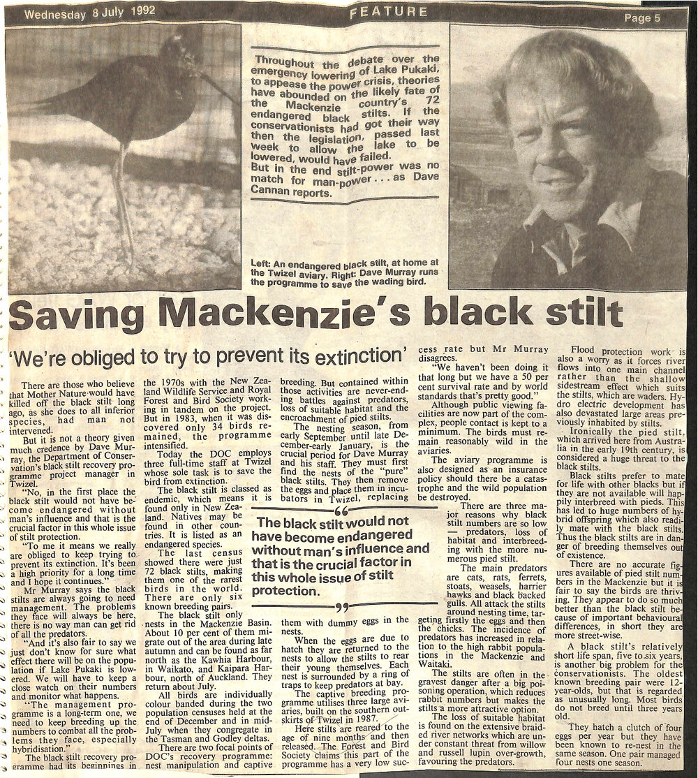 Saving Mackenzie's black stilt: 'We're obliged to try to prevent it's extinction'