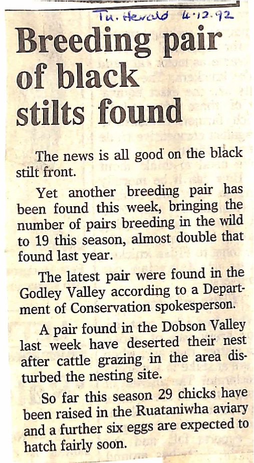 Breeding pair of black stilts found