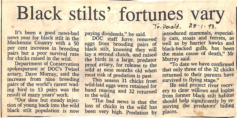 Black stilts' fortunes vary