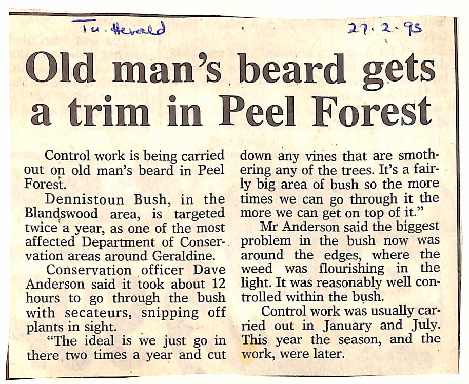 Old man's beard gets a trim in Peel Forest