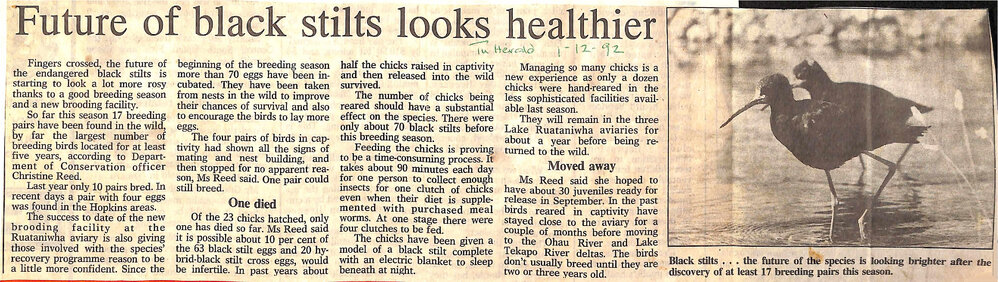 Future of black stilts looks healthier