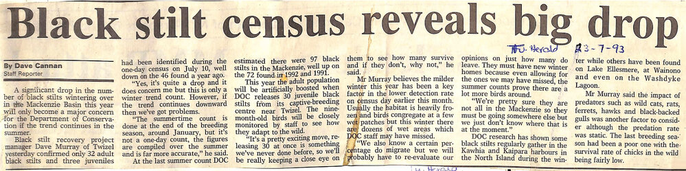 Black stilt census reveals a big drop