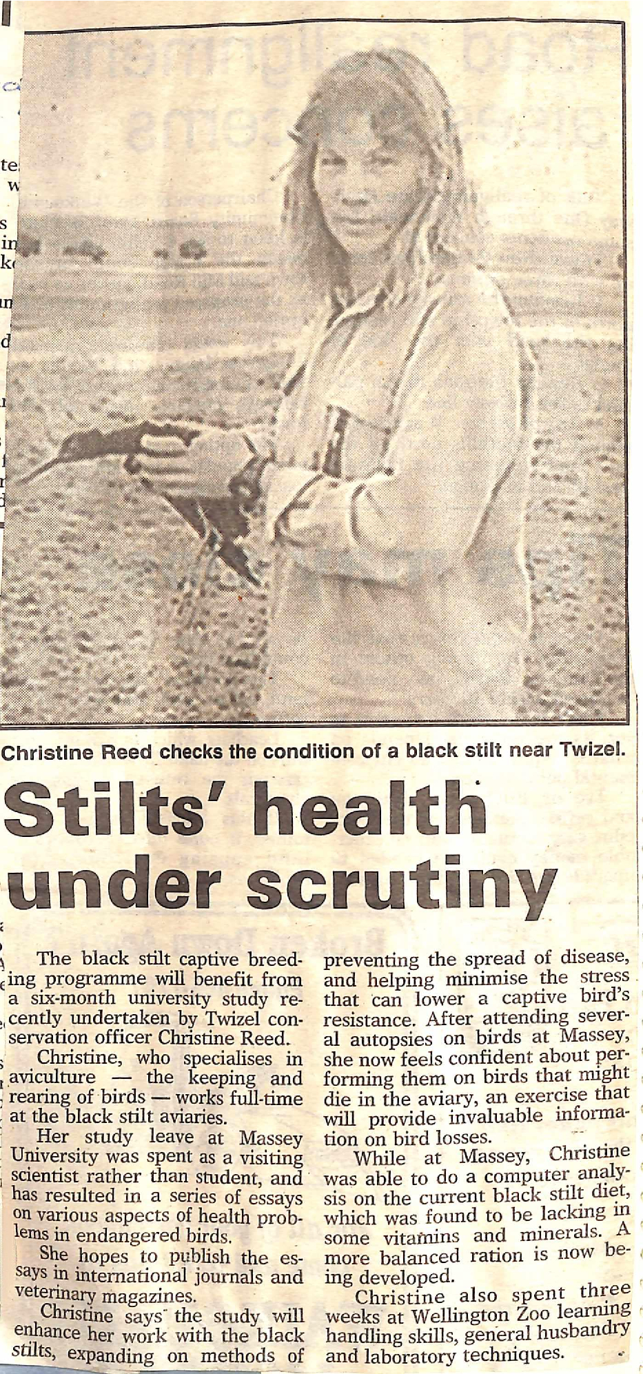 Stilts' health under scrutiny