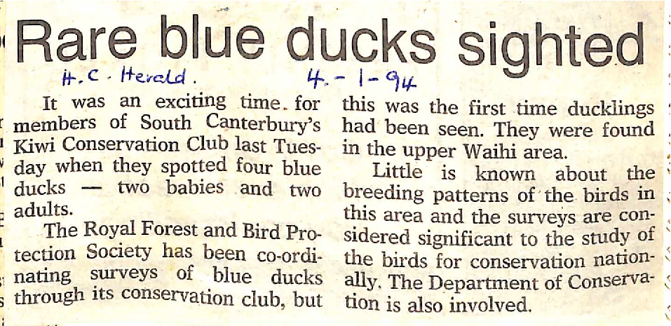 Rare blue ducks sighted