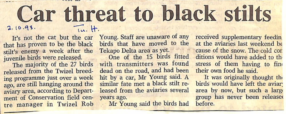 Car threat to black stilts