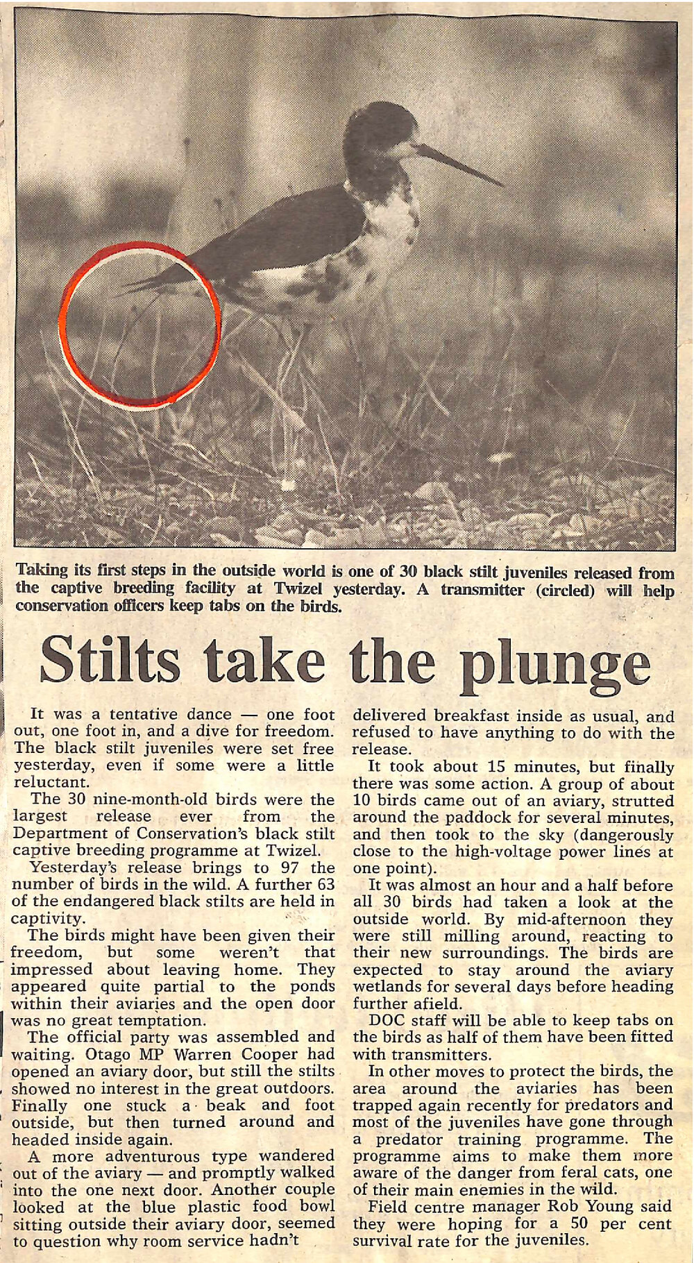 Stilts take the plunge