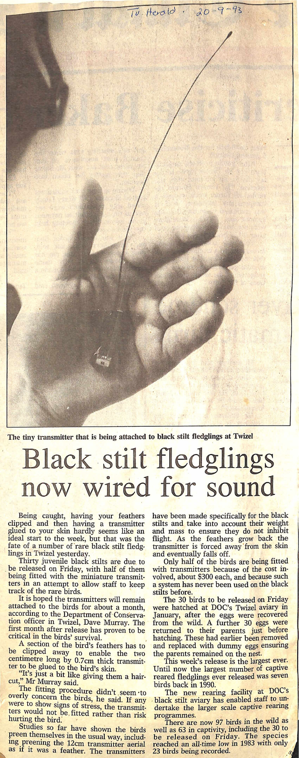 Black stilt fledglings now wired for sound