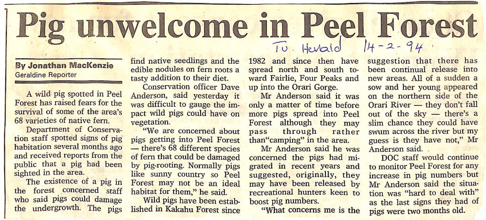 Pig unwelcome in Peel Forest