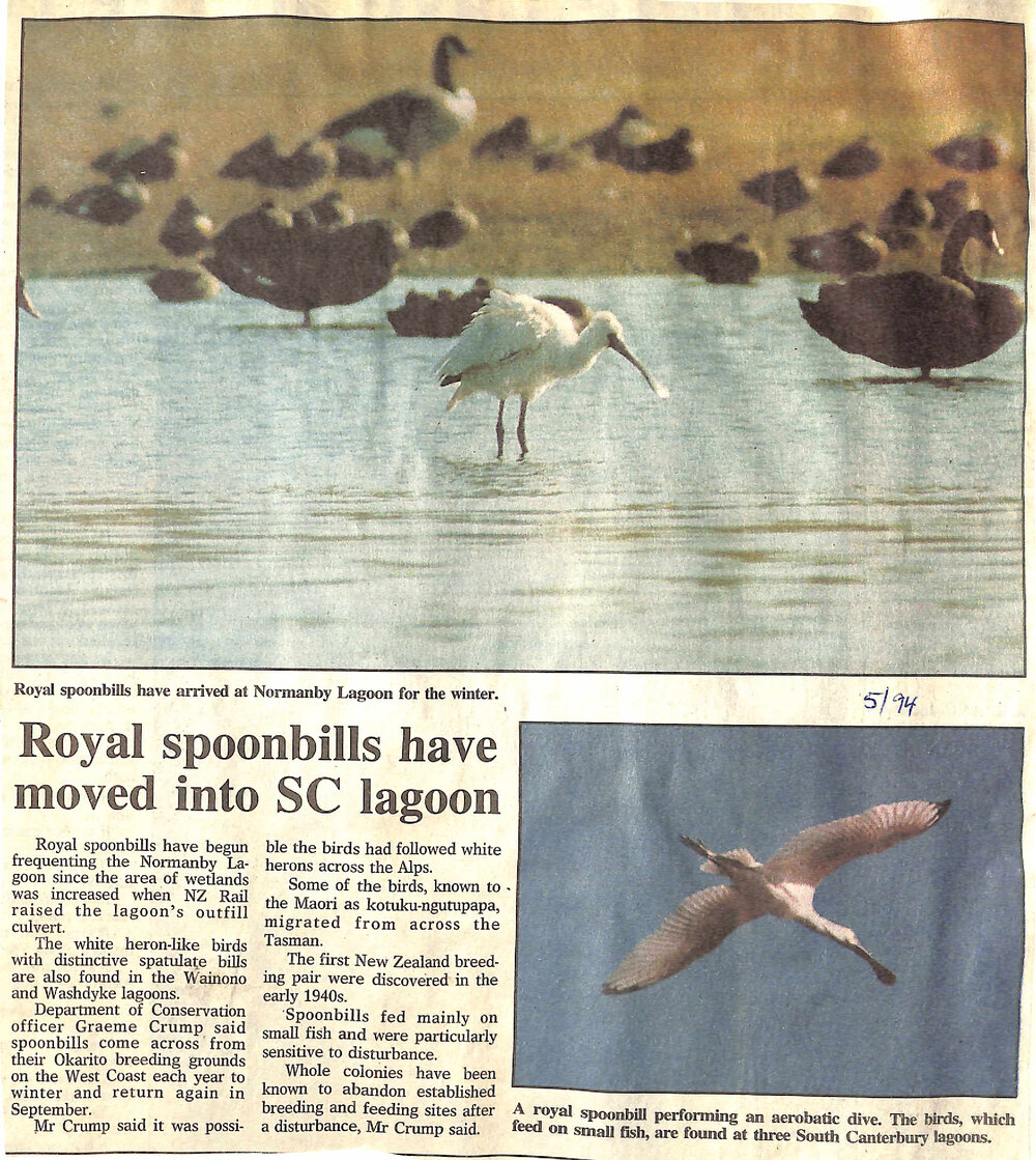 Royal spoonbills have moved into SC lagoon