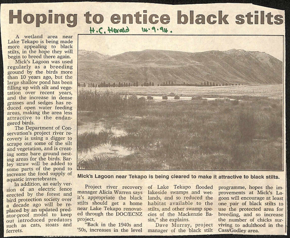 Hoping to entice black stilts