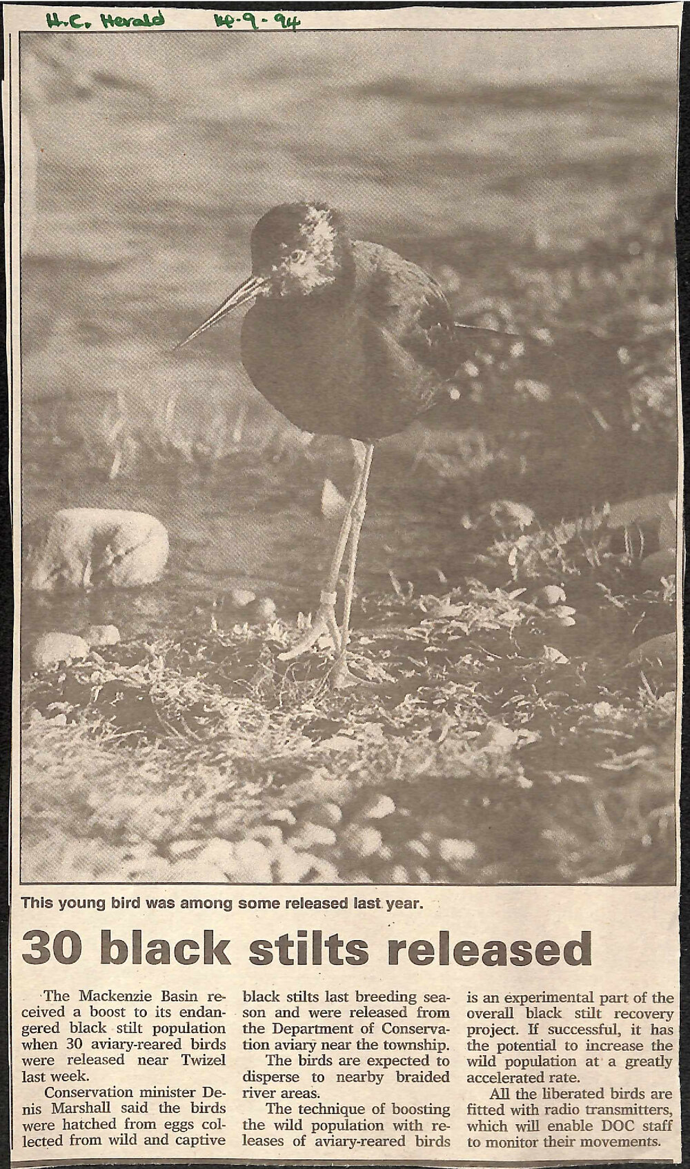 30 black stilts released 