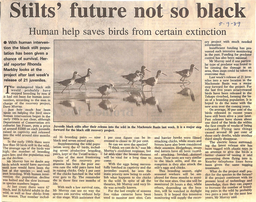 Stilts' future not so black: Human help saves birds from certain extinction