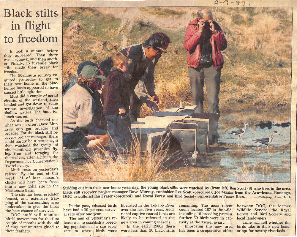 Black stilts in flight to freedom