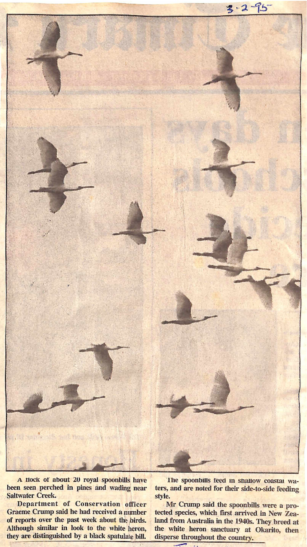 Royal spoonbills at Saltwater Creek