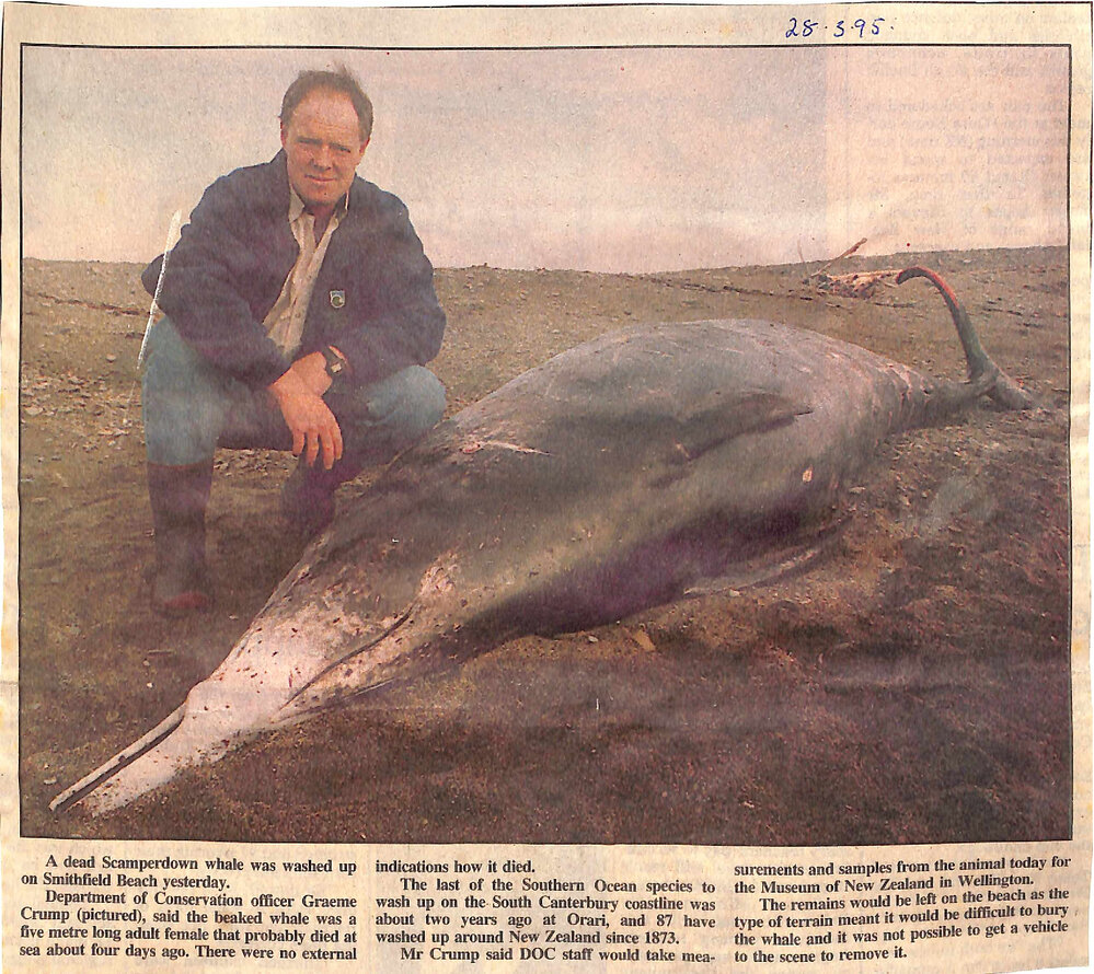 Dead Scamperdown whale washed up at Smithfield Beach