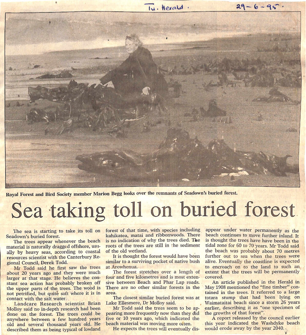Sea taking toll on buried forest