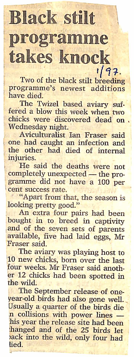 Black stilt programme takes knock