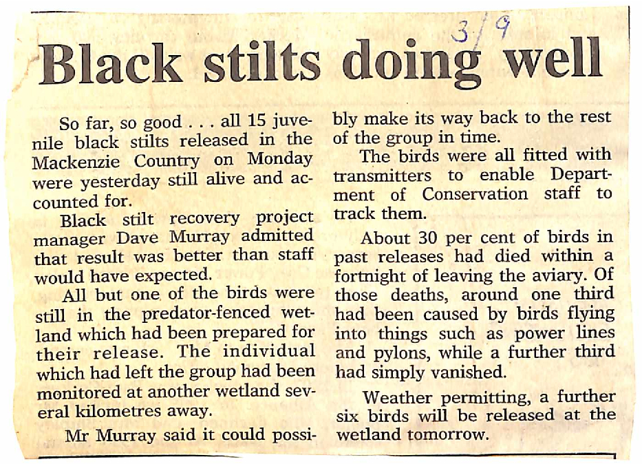 Black stilts doing well