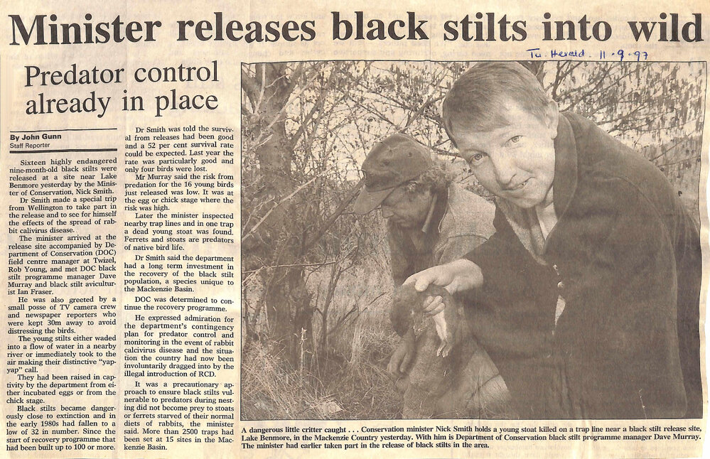 Minister releases black stilts into wild: Predator control already in place