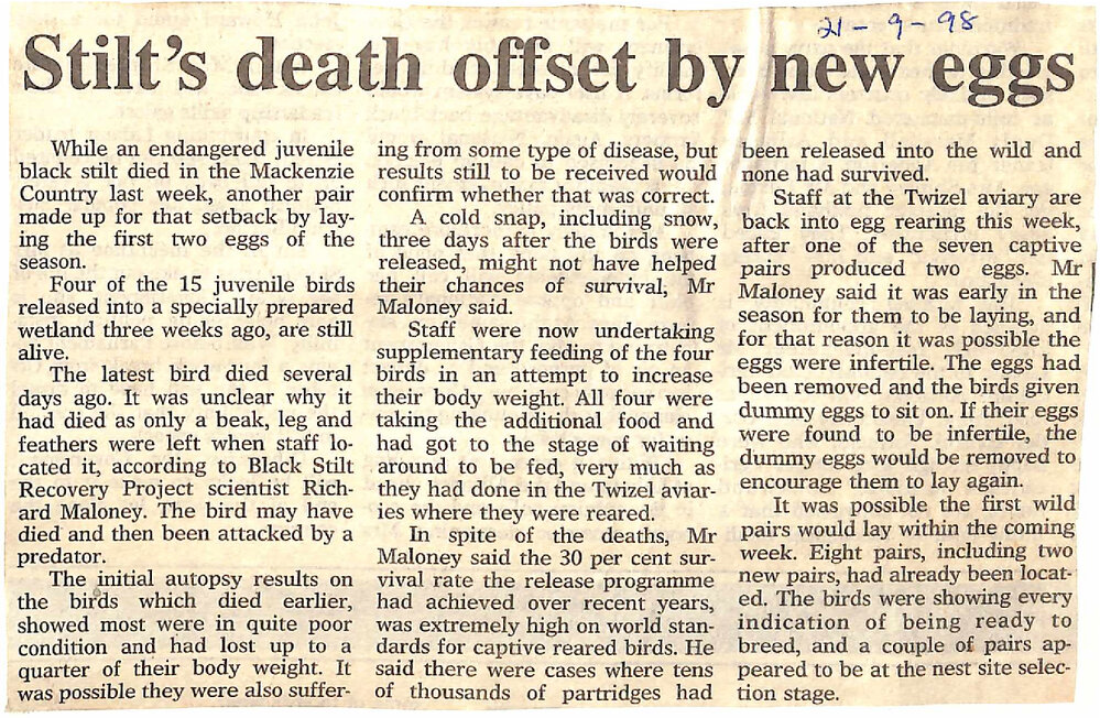 Stilt's death offset by new eggs