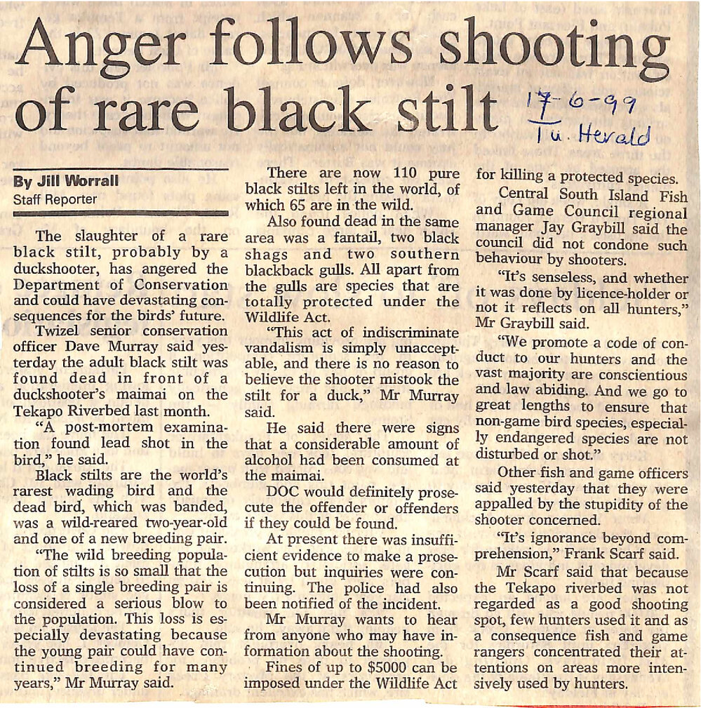 Anger follows shooting of rare black stilt