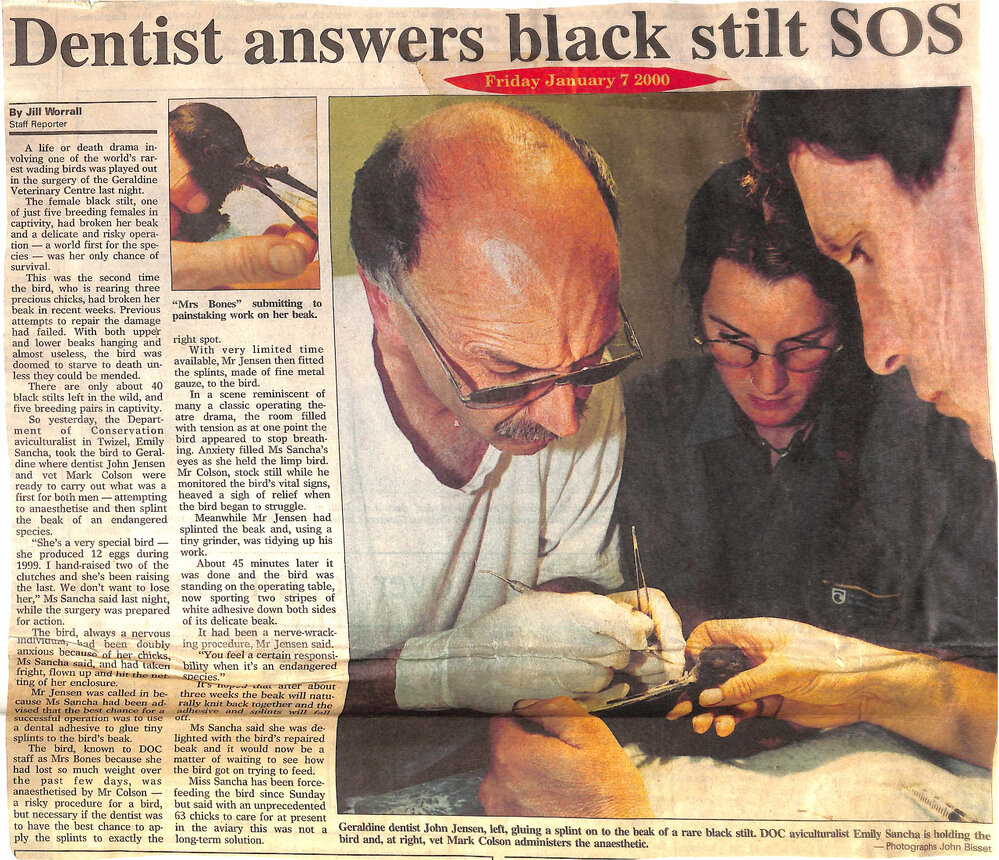 Dentist answers black stilt SOS