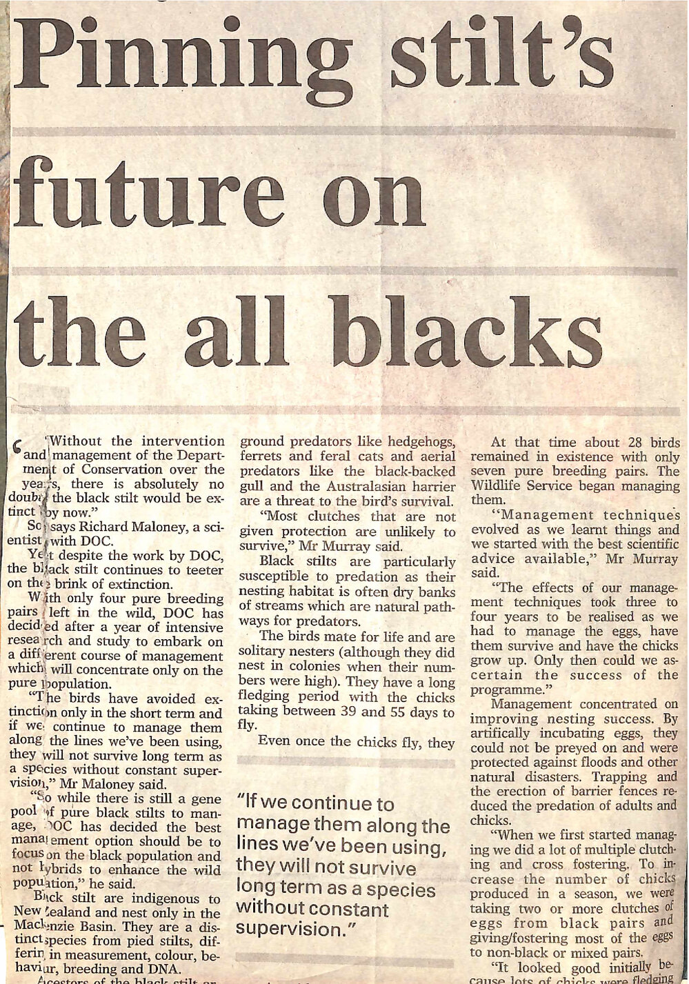 Pinning stilt's future on the all blacks