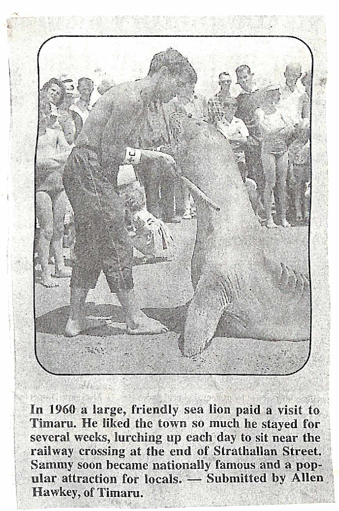 Sea lion visits Timaru