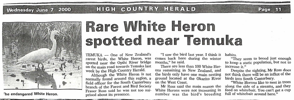 Rare White Heron spotted near Temuka