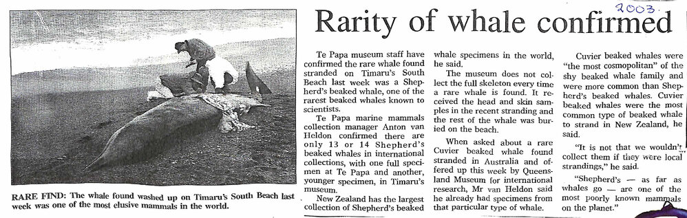 Rarity of whale confirmed