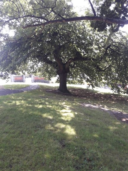 Capt Woollcombe memorial tree