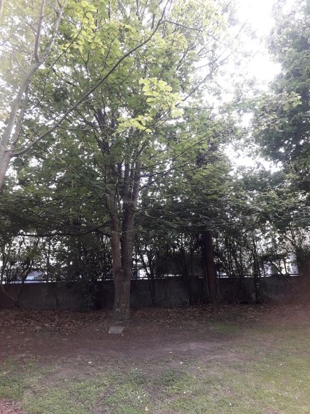 Friends of the Timaru Botanic Gardens tree