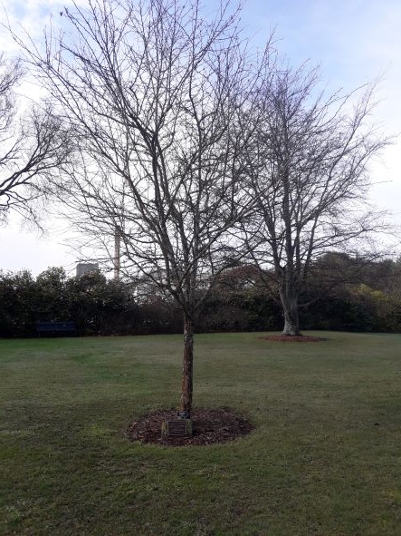 Janet Street memorial tree