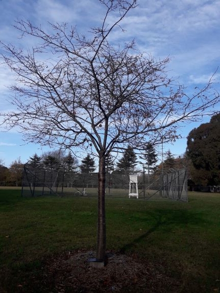 Lord Krsna 100th anniversary tree