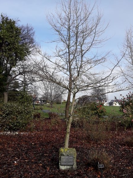 Timaru-Weihai Garden commemorative tree
